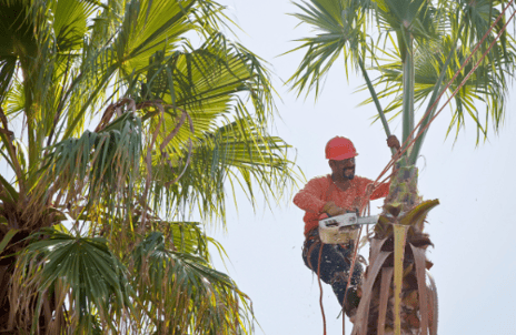 man trimming palm trees in honolulu, hawaii