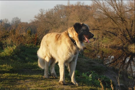 Odin
