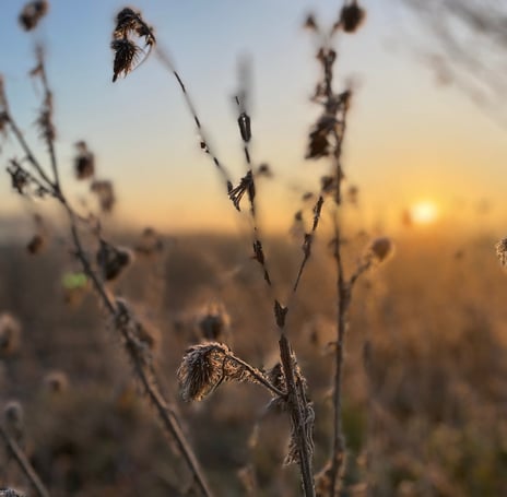 plant in de ochtendzon