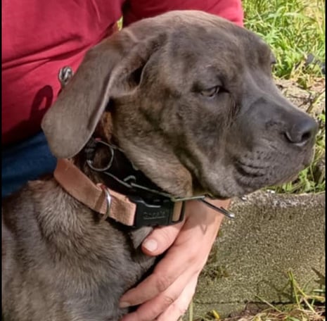 Cane Corso Blue Brindle