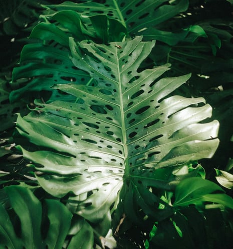 Mature fenestrated Monstera Deliciosa leaves with splits, and holes
