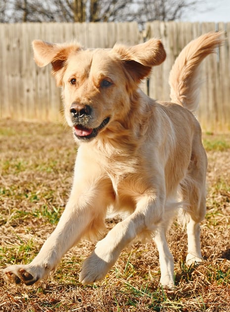 a happy golden retriever running through the grass in a fenced backyard