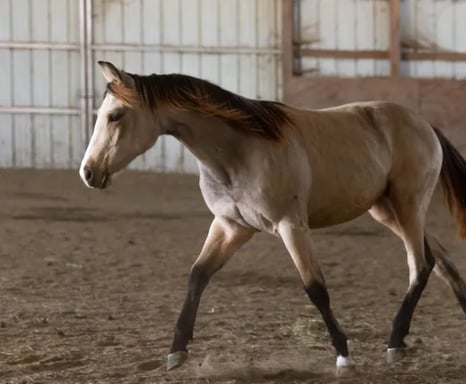 a buckskin horse