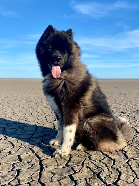 Akita américain assis sur une plage, le chien suit des cours d'éducation chez canisens