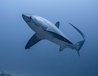 profil requin renard, image dans les tons gris