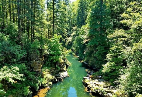 Yacolt, WA - the emerald waters of Lewis River flow thru a thick green forest