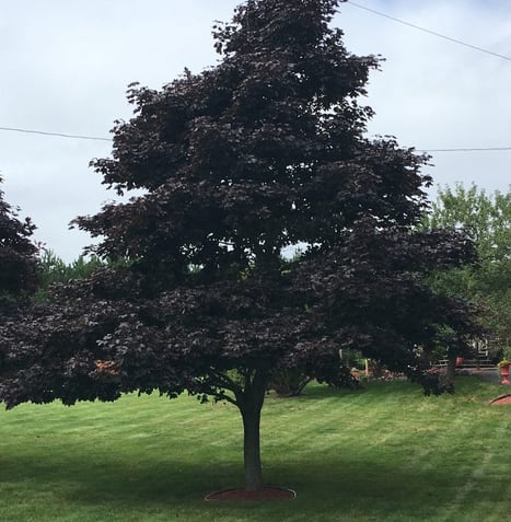 Tree Pruning