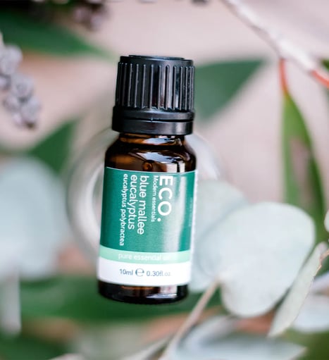 eucalyptus essential oil