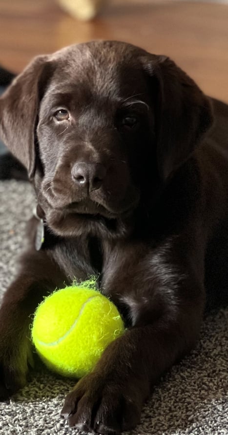 Cute English Labrador puppy with tennis ball