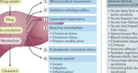 fatty liver disease drug induced