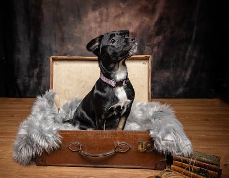 black puppy in suitcase
