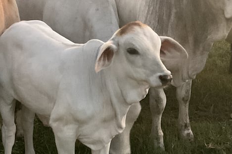 Picture of a calf.