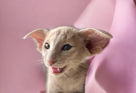Metexa Oriental kittens