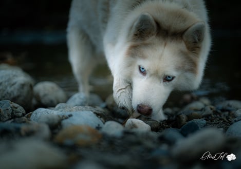 portraits photo photographe chien animal