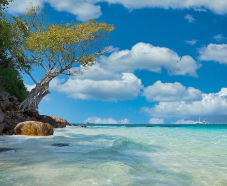 a tree that is sitting on a rock on the beach with turquoise waters