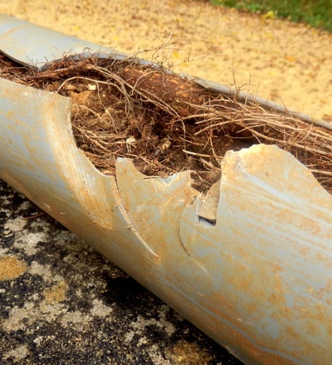 Sewer line blockage tree roots