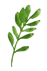 a green leafy plant with a single leaf