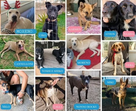 a collage of dogs and cats in a collage of dogs