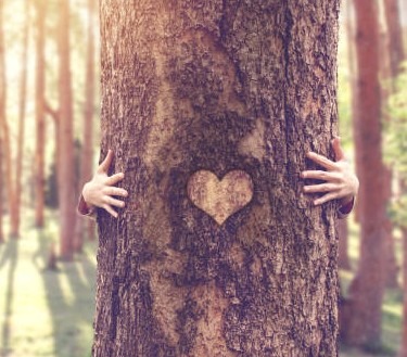 mains tenant un cœur en forme de cœur devant un arbre