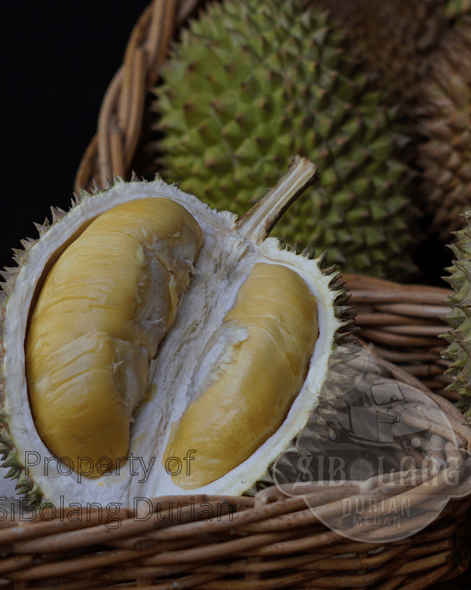 Home (EN) | Si Bolang Durian