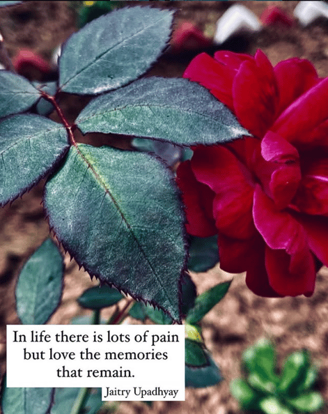 A deep red rose with a poetic English quote by Jaitry Upadhyay about love, pain, and memories.