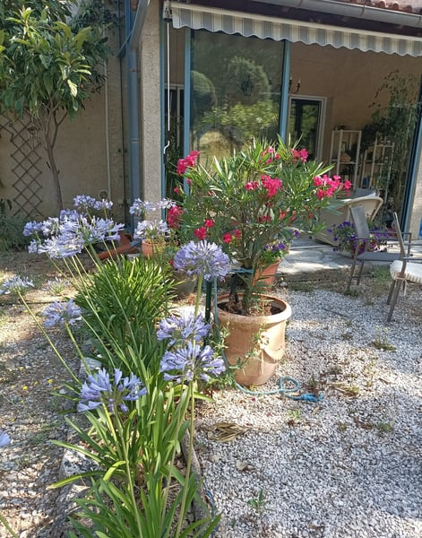 Agapanthus and Oleander