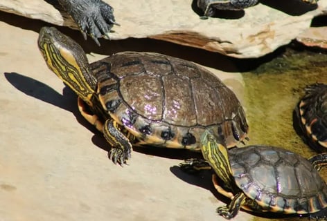 tartaruga tigre dagua