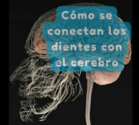 dientes y cerebro