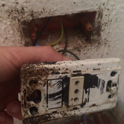 bed bugs Cimex lectularius and Cimex hemipturus also hide in electric outlet wall plates