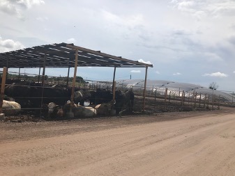 Proyecto en Carnes Don Saul