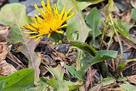 Coltsfoot