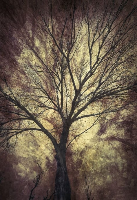 Eminence No.2 – atmospheric tree artwork from Martin Osner’s fine art tree photography series with layered textures.