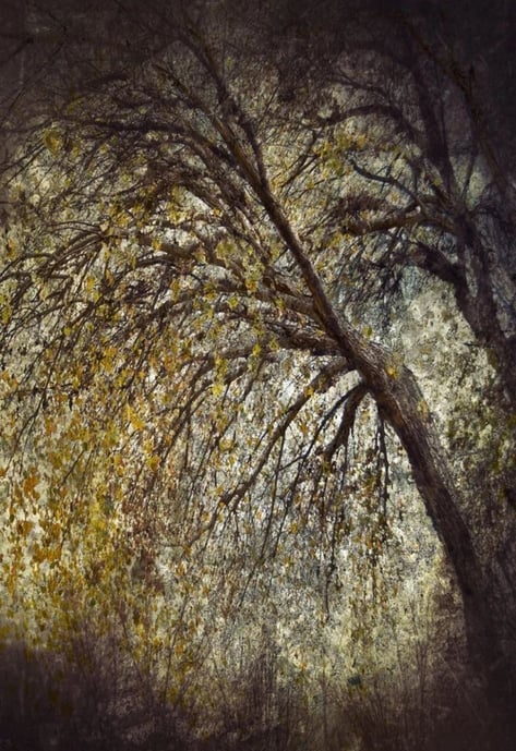 Fine art tree photography print from Martin Osner’s Eminence series, showcasing layered textures and weeping golden foliage.