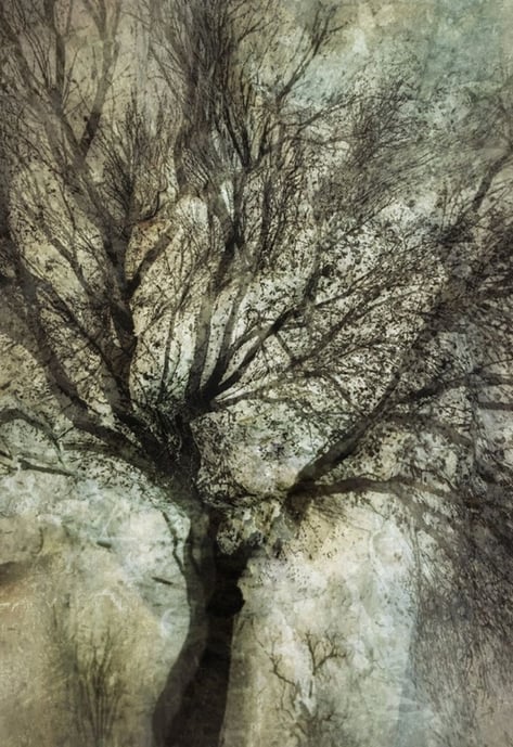 Fine art tree photography print titled Eminence No.1 by Martin Osner, captured using in-camera multiple exposures and texture