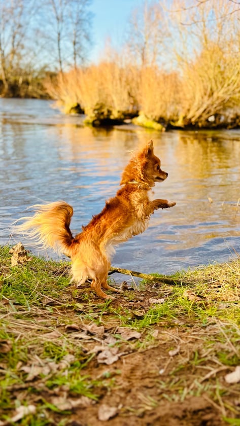 un chihuahua qui saute pendant des cours avec canisens à Roanne