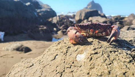 CA Coast - A crab on a rock at the Wilson Creek Beach in Klamath