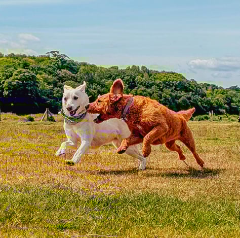 Skye and Ottie running and playing on a group walk in Edinburgh