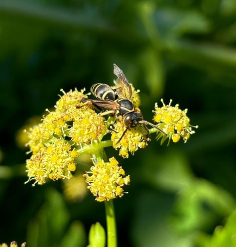 a bee on a flower