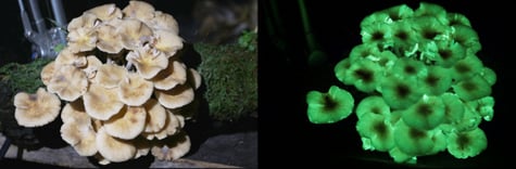 Champignon bioluminescent - Armillaria sp.
