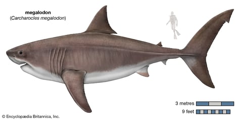 ancient shark