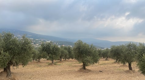 Champ d'oliviers haut de gamme libanais alignés proprement