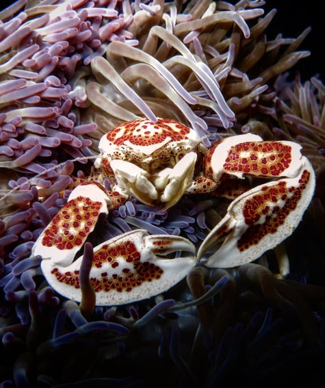 macro photo of anemone crab on coral reef in the Philippines – by Shawn Murphy