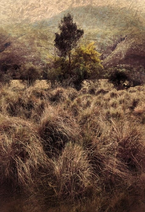 Quintessence No.6 – a tranquil art tree photography print by Martin Osner featuring layered grasses, textured trees