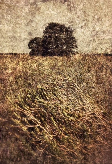 Quintessence No.3 by Martin Osner — atmospheric art tree photography print featuring layered textures and windswept grasses