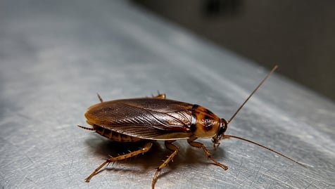 Société extermination cafards Mérignac