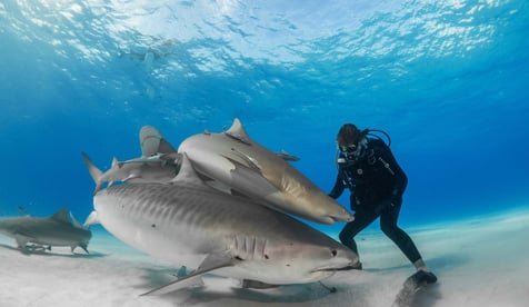Surina qui touche 2 requins tigres