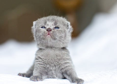 Blue British Shorthair