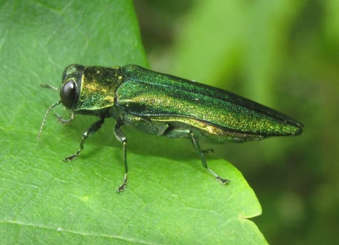 Close-up of Emerald Ash Borer larvae damaging ash tree bark in West Island, Quebec.