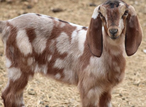 Nubian Goats for sale