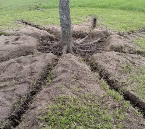 Tree Root Enhancement